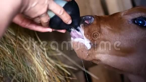 农夫用奶瓶给幼崽喝牛奶视频的预览图