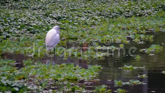 一个成年白鹭在湖水中的慢动作台北视频的预览图