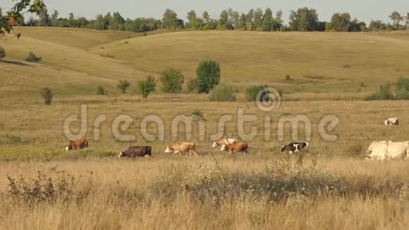 草地上的牛奶牛在牧场上放牧奶业的概念生态养牛的概念视频的预览图