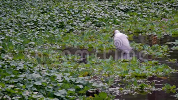 一个成年白鹭在湖水中的慢动作台北视频的预览图