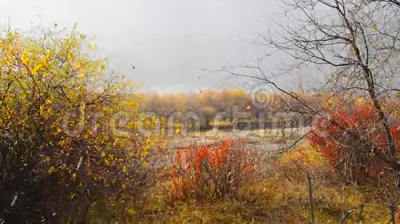秋季冬季天气11月甘南雪和雨稳定地落在阳光充足的树木上视频的预览图