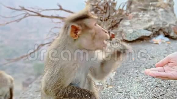 有趣的小猴子从游客手中获取食物视频的预览图