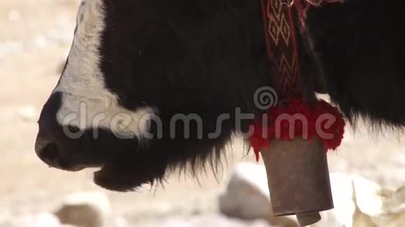 藏族牦牛咀嚼视频的预览图