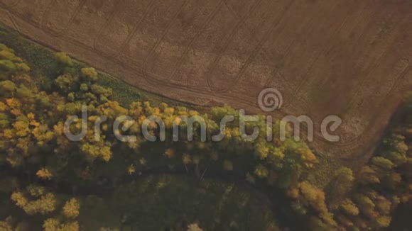 秋天在一片美丽的桦树林上空飞翔峡谷里的黄桦树空中景观视频的预览图