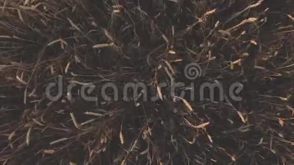 从上到下的麦田的画面显示金色的谷物作物在风中缓慢移动小麦是广泛种植的草视频的预览图