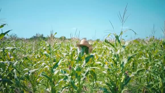 一顶草帽戴在玉米地里的秆上一个稻草人戴在地里视频的预览图