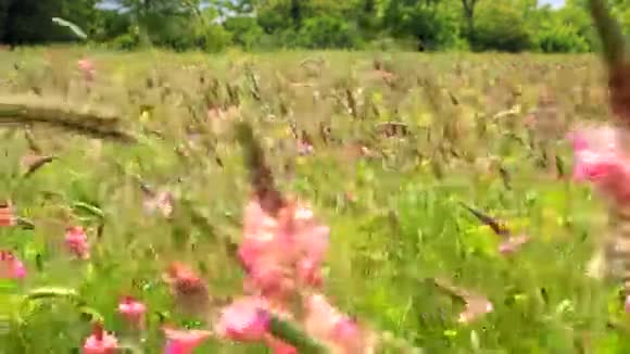 夏野风中摇曳着娇艳的粉黄花视频的预览图