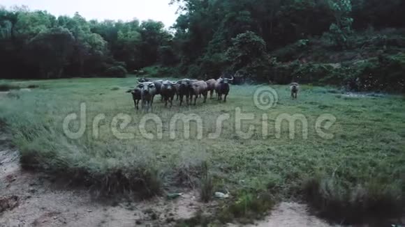 河畔水牛群的鸟瞰图视频的预览图