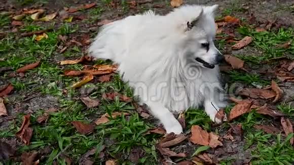 狗白伏尔皮诺意大利斯皮茨波美拉尼亚长发成年动物视频的预览图