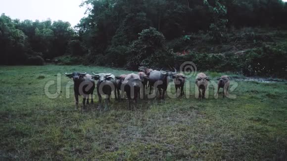 河畔水牛群的鸟瞰图视频的预览图