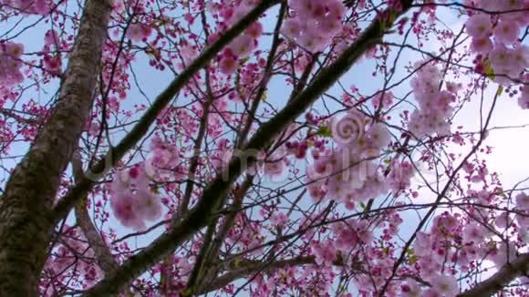 关闭公园中樱花树枝的背景视频的预览图