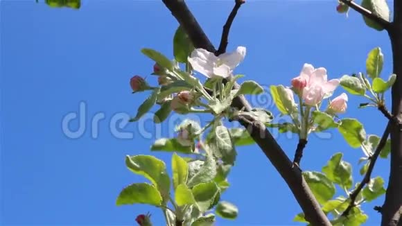 苹果树的花视频的预览图