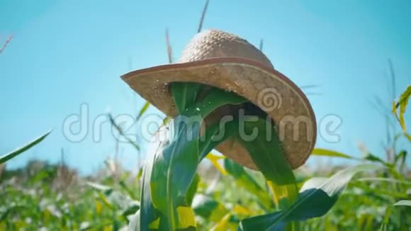 一顶草帽戴在玉米地里的秆上一个稻草人戴在地里视频的预览图