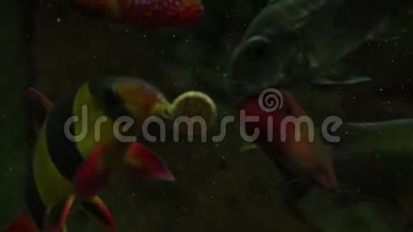 用美味的药片喂养水族馆鱼视频的预览图