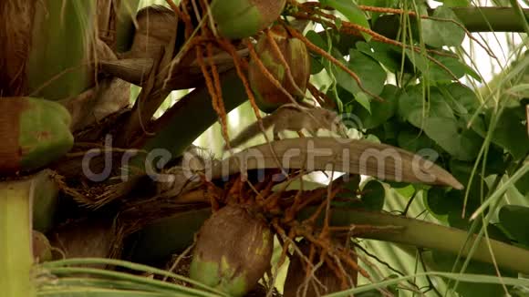 松鼠垫椰树视频的预览图