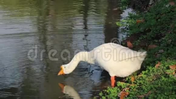 白鹅带着橘子嘴在池塘里喝水视频的预览图