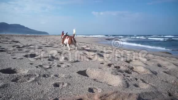 那条狗在海滩上嬉戏玩耍视频的预览图
