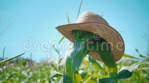 一顶草帽戴在玉米地里的秆上一个稻草人戴在地里视频的预览图