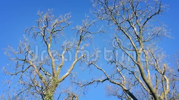 裸露的树木在冬天的微风中摇曳视频的预览图