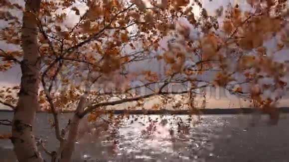 黄桦湖风视频的预览图