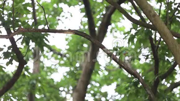 台北台湾大安森林公园树上的一只鸟视频的预览图