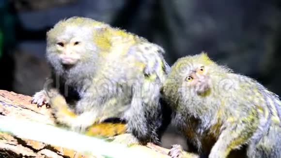 猴子俾格米视频的预览图