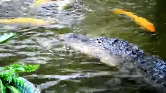 鳄鱼和锦鲤在人工池塘里慢慢地游泳视频的预览图