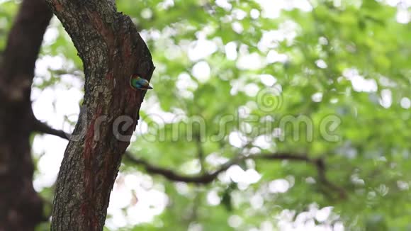 台湾大安森林公园树上的洞巢里有一只鸟视频的预览图