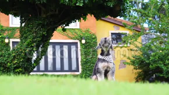 穿着头巾的小黑狗坐在户外草地上视频的预览图