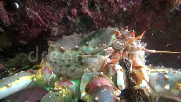 巨王蟹在巴伦支海海底吃食物视频的预览图