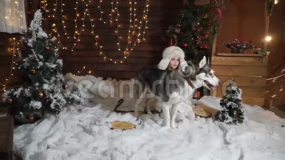一个小女孩带着一只大哈士奇狗站在圣诞树旁边的雪地里视频的预览图