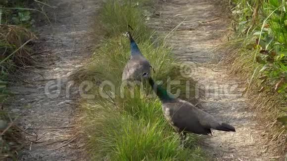雀鸟走在赤湾国家公园的路上视频的预览图