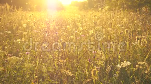 美丽的草地柔和的色调雾和阳光视频的预览图