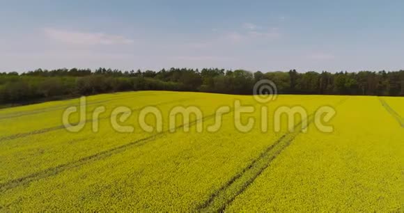 油菜花在农业领域的鸟瞰图视频的预览图