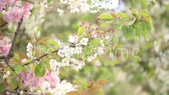 春天的树视频的预览图
