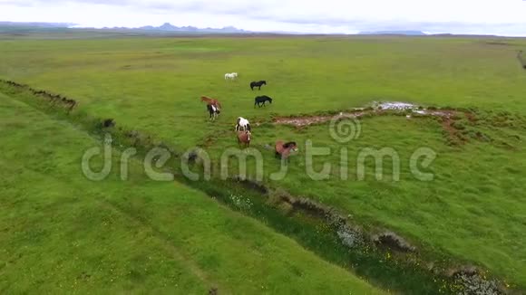 冰岛马走过田野安德列夫视频的预览图