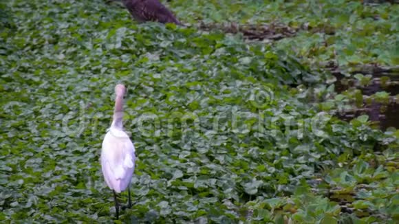 一个成年白鹭在湖水中的慢动作台北视频的预览图