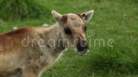 一只小可爱的小鹿吃草的头视频的预览图