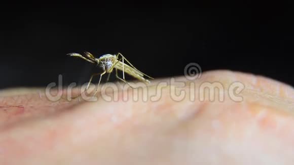 皮肤上的蚊子视频的预览图