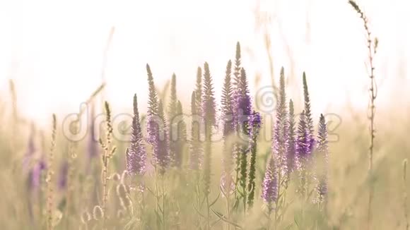夏日的草花近在田野里微风轻拂夕阳背光小花拍摄田野的深浅视频的预览图