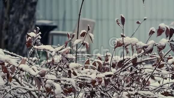 初冬在雪地特写镜头下忙碌大雪视频的预览图