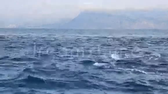 海豚从蓝色的水中跳跃视频的预览图