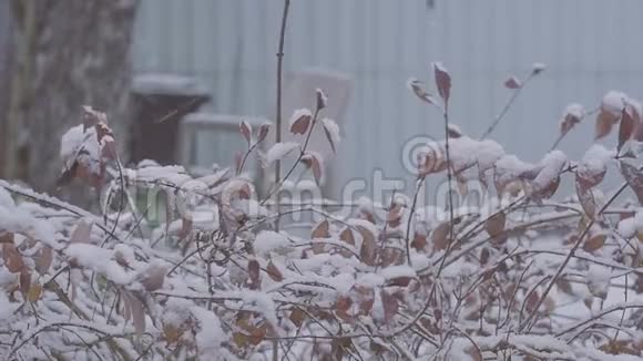 初冬在雪地特写镜头下忙碌大雪视频的预览图