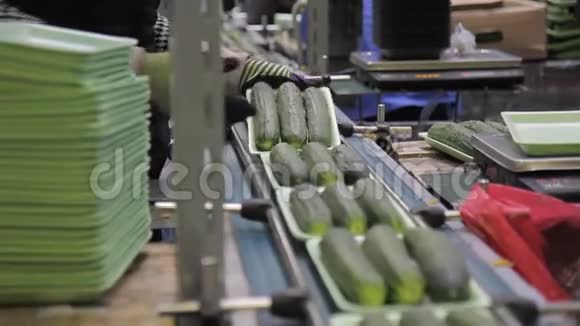在托盘中包装新鲜黄瓜自动生产线的工人视频的预览图