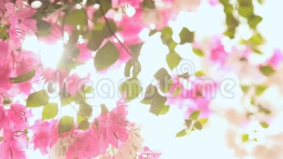 在明亮的阳光下花园灌木丛中的布干维尔花第一个版本视频的预览图