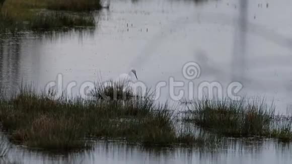 小白鹭在浅塘钓鱼视频的预览图