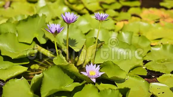 带喷泉的池塘里的紫蓝色水若虫水上花园美丽的花朵视频的预览图