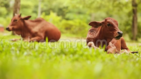 两头牛躺在草地上休息越南视频的预览图