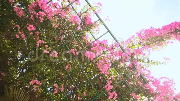 在花园里的天空中一片灌木丛挂在格子上第一个版本视频的预览图