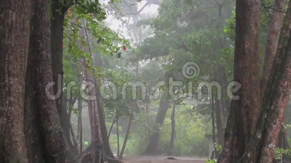 雨林里的大雨视频的预览图